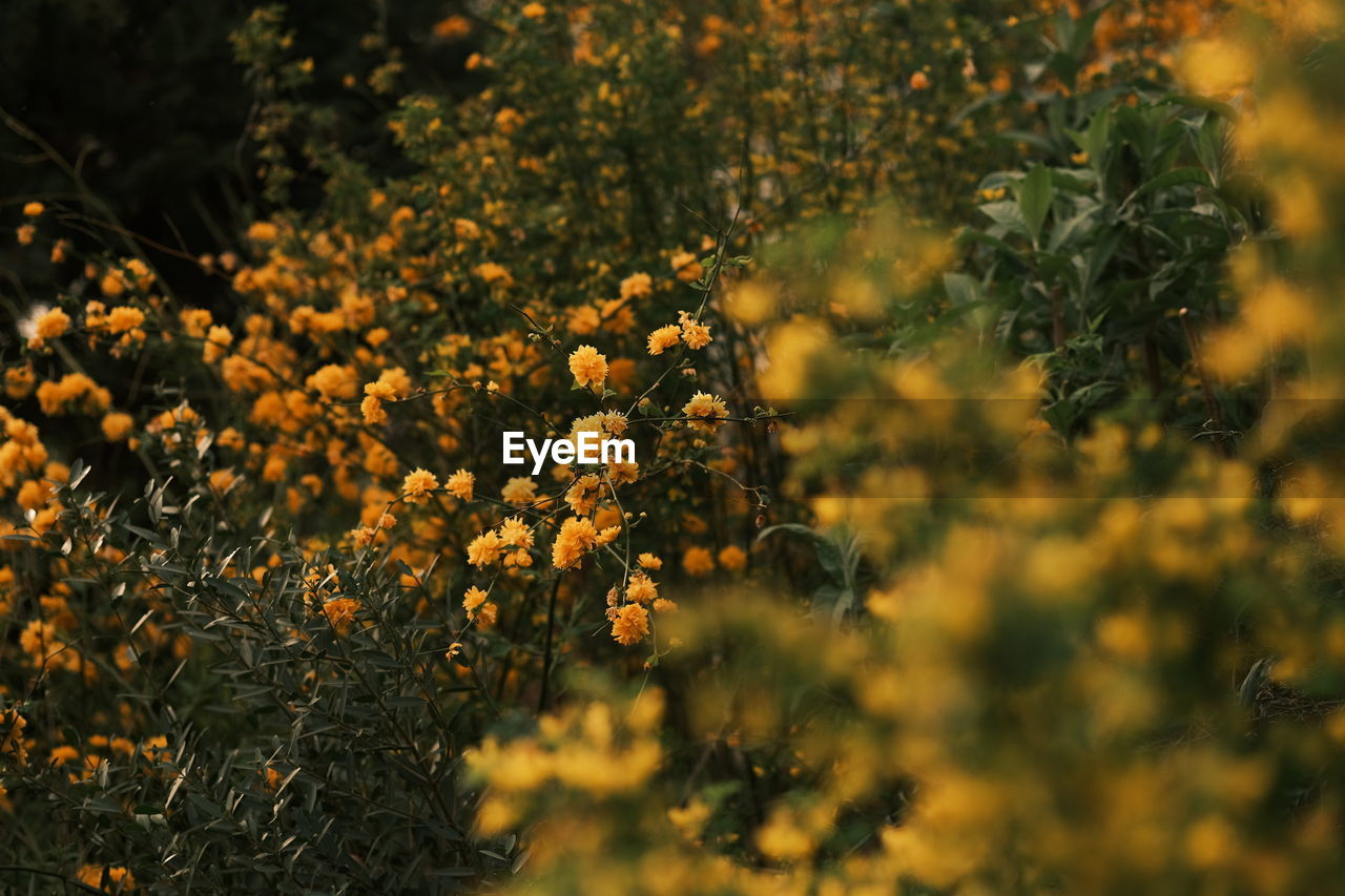 Close-up of yellow flowering plants on field