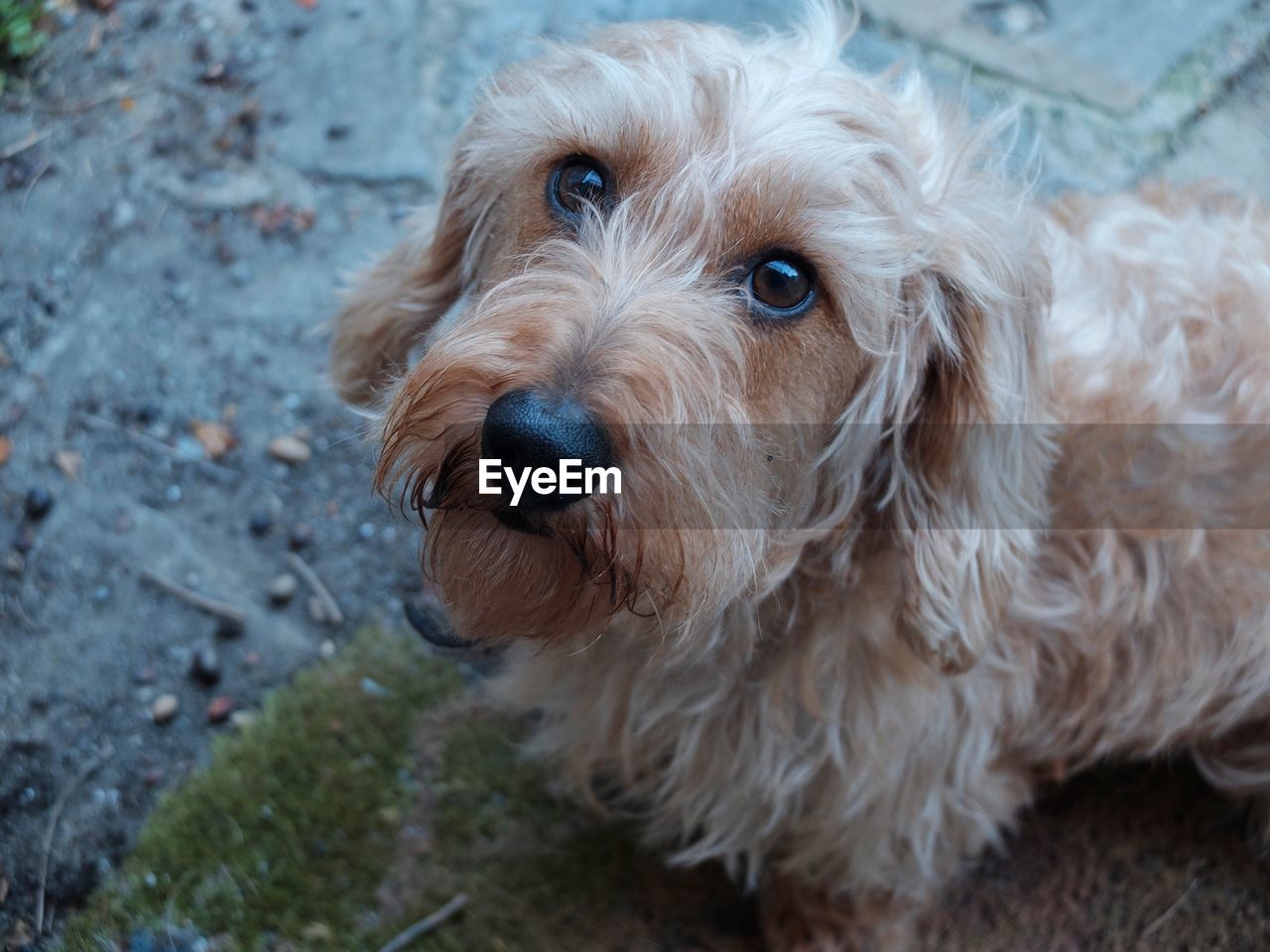 High angle portrait of dog standing on road