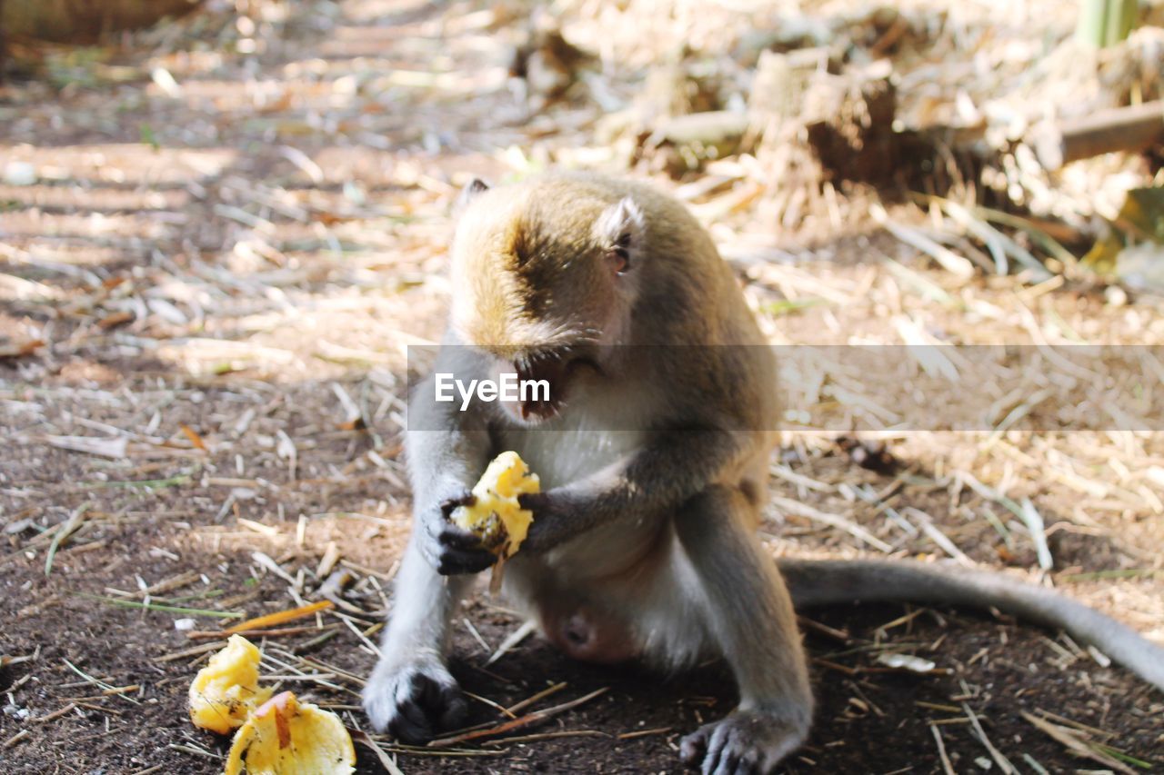 animal, animal themes, animal wildlife, eating, fruit, food, mammal, wildlife, primate, monkey, food and drink, healthy eating, one animal, macaque, nature, no people, sitting, banana, day, feeding, land, focus on foreground, outdoors, old world monkey, full length, young animal, zoo