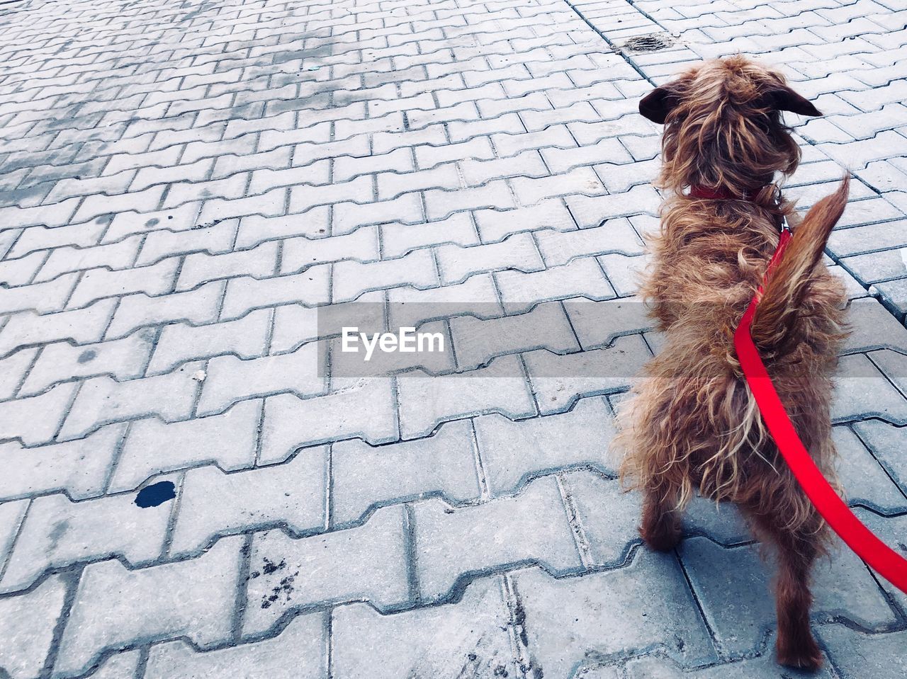 HIGH ANGLE VIEW OF DOG ON COBBLESTONE STREET