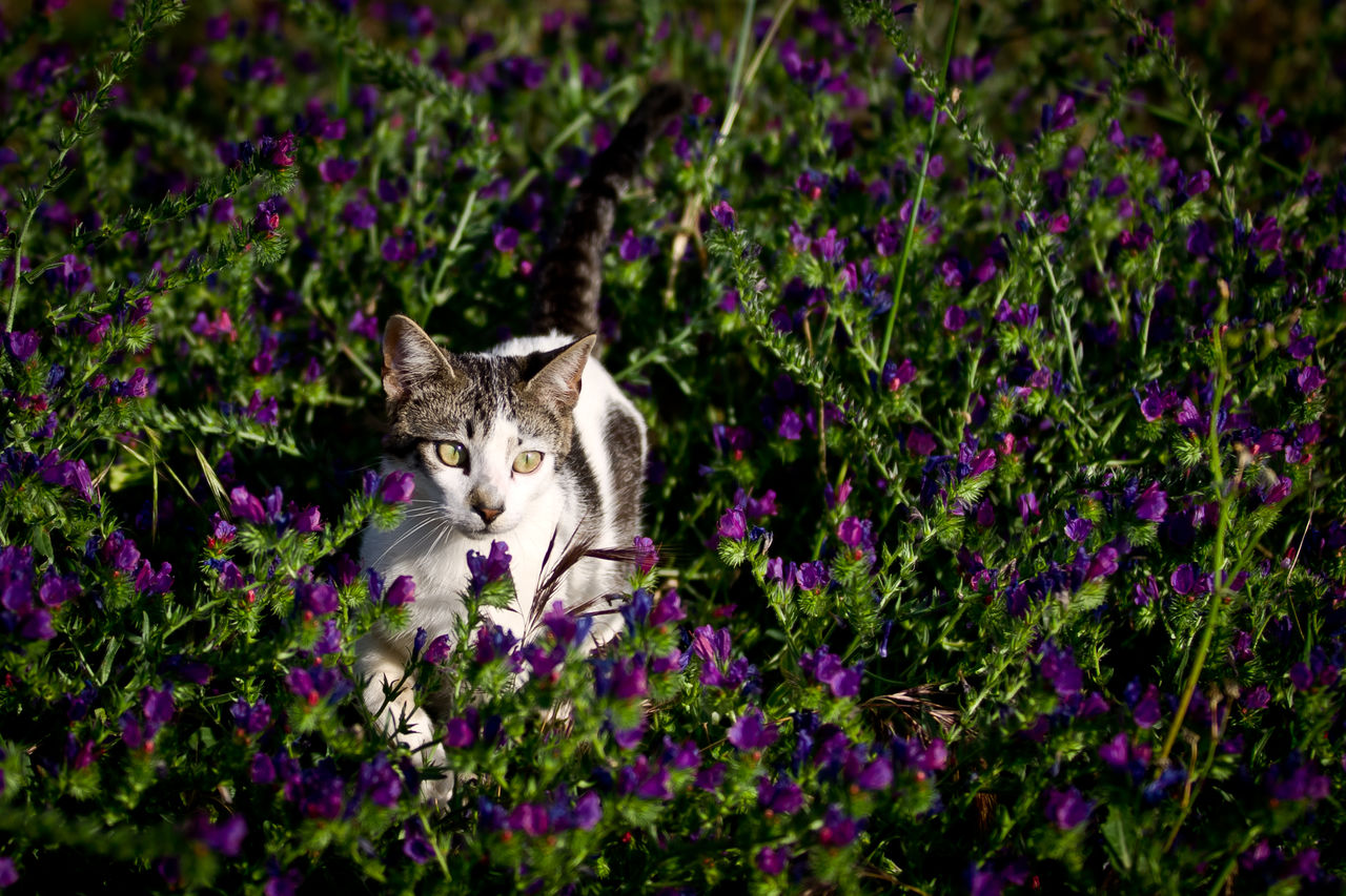 PORTRAIT OF CAT ON PURPLE FLOWER