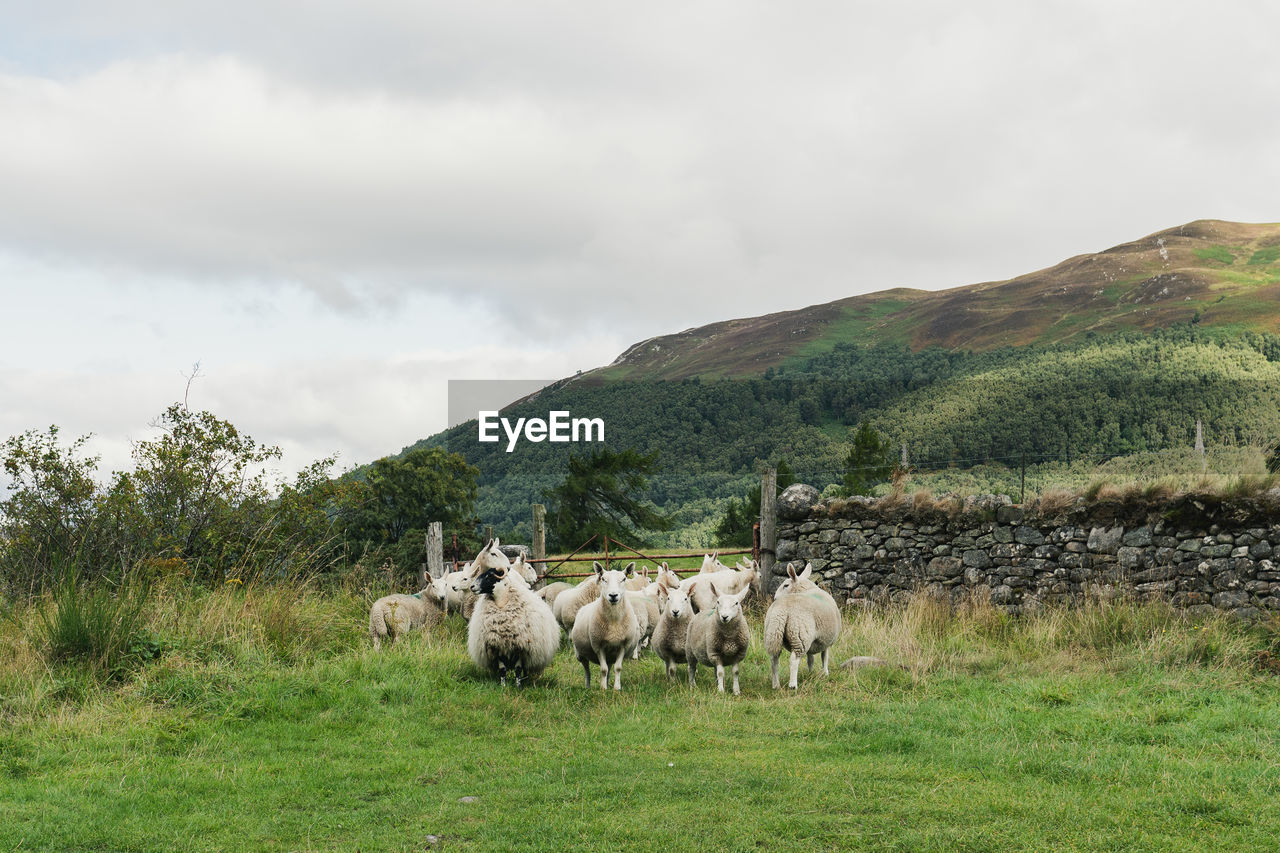 View of sheep on field against sky