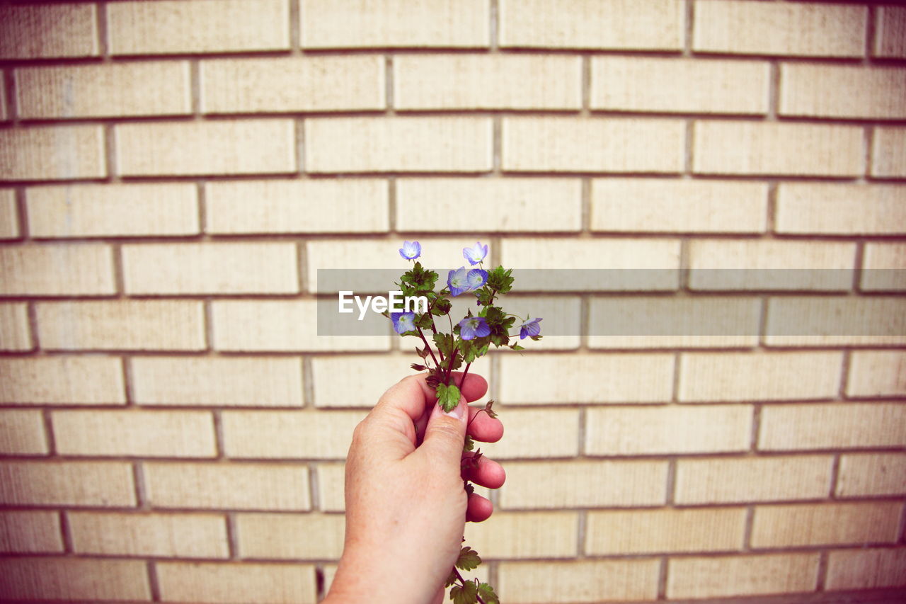 Close-up of hand holding flower