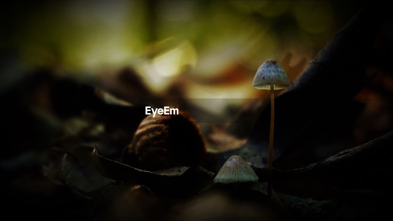 CLOSE-UP OF MUSHROOM GROWING ON GROUND