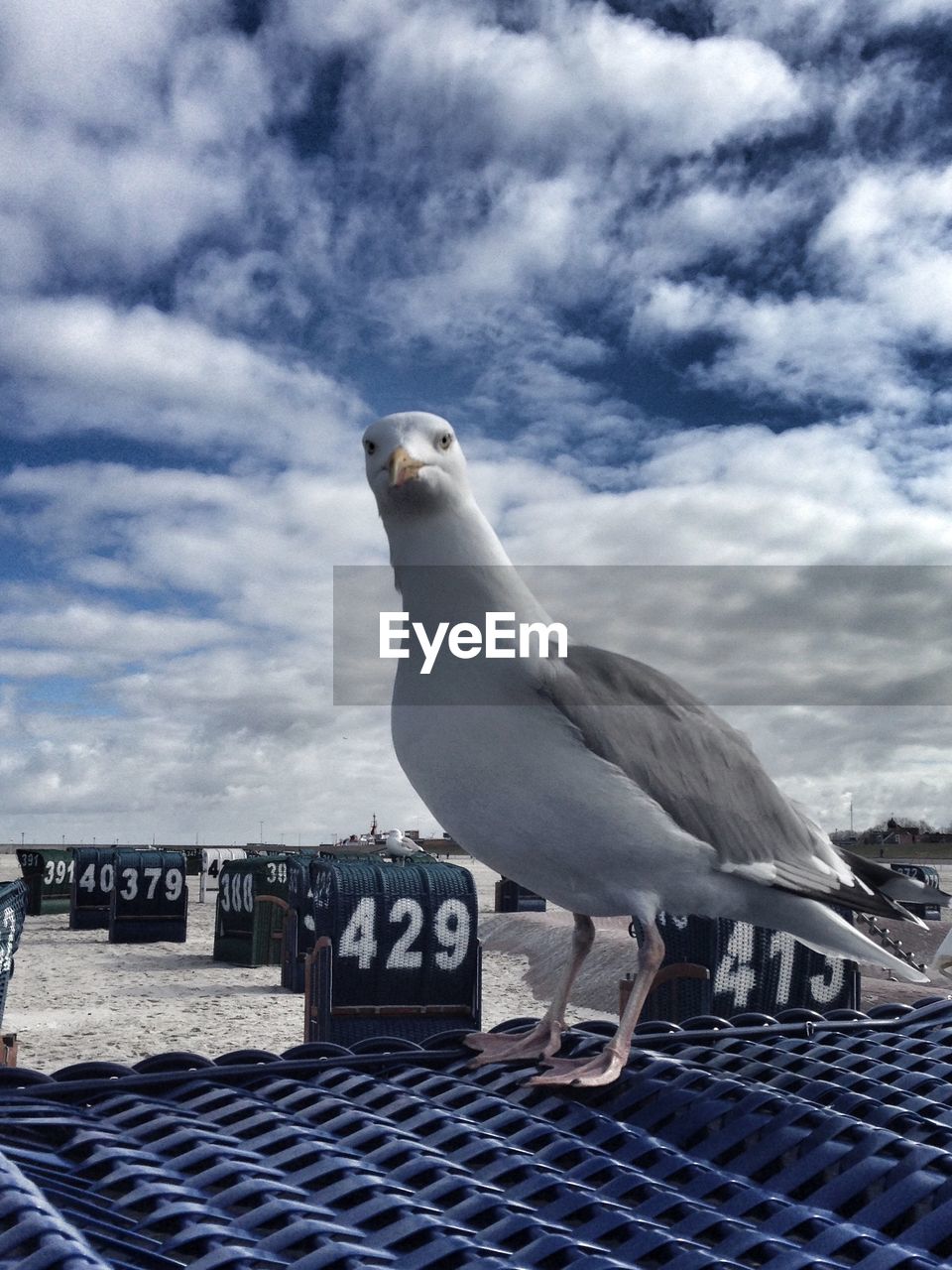 View of seagull