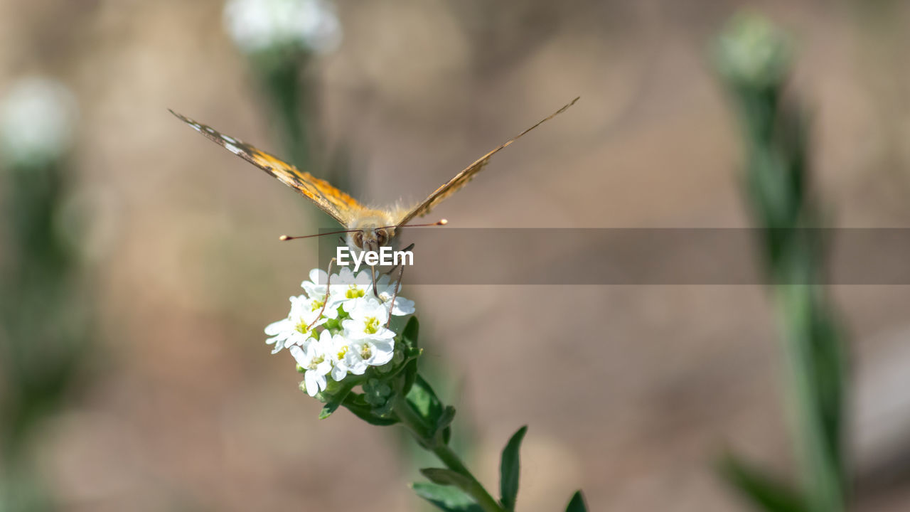 BUTTERFLY POLLINATING FLOWER