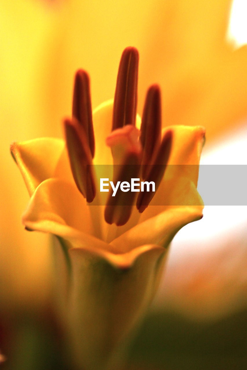 Close-up of yellow flower