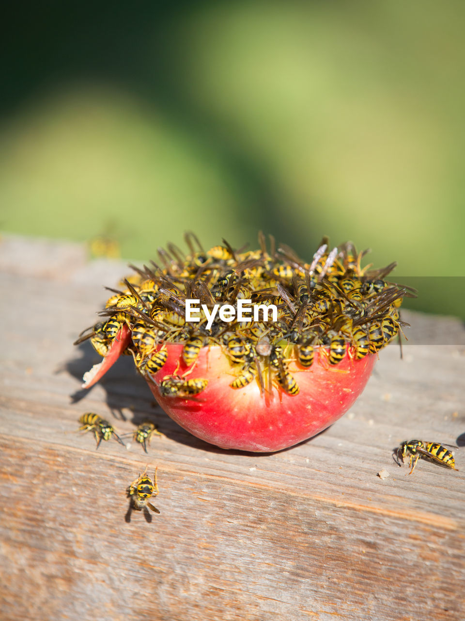 Close-up of wasps eating apple
