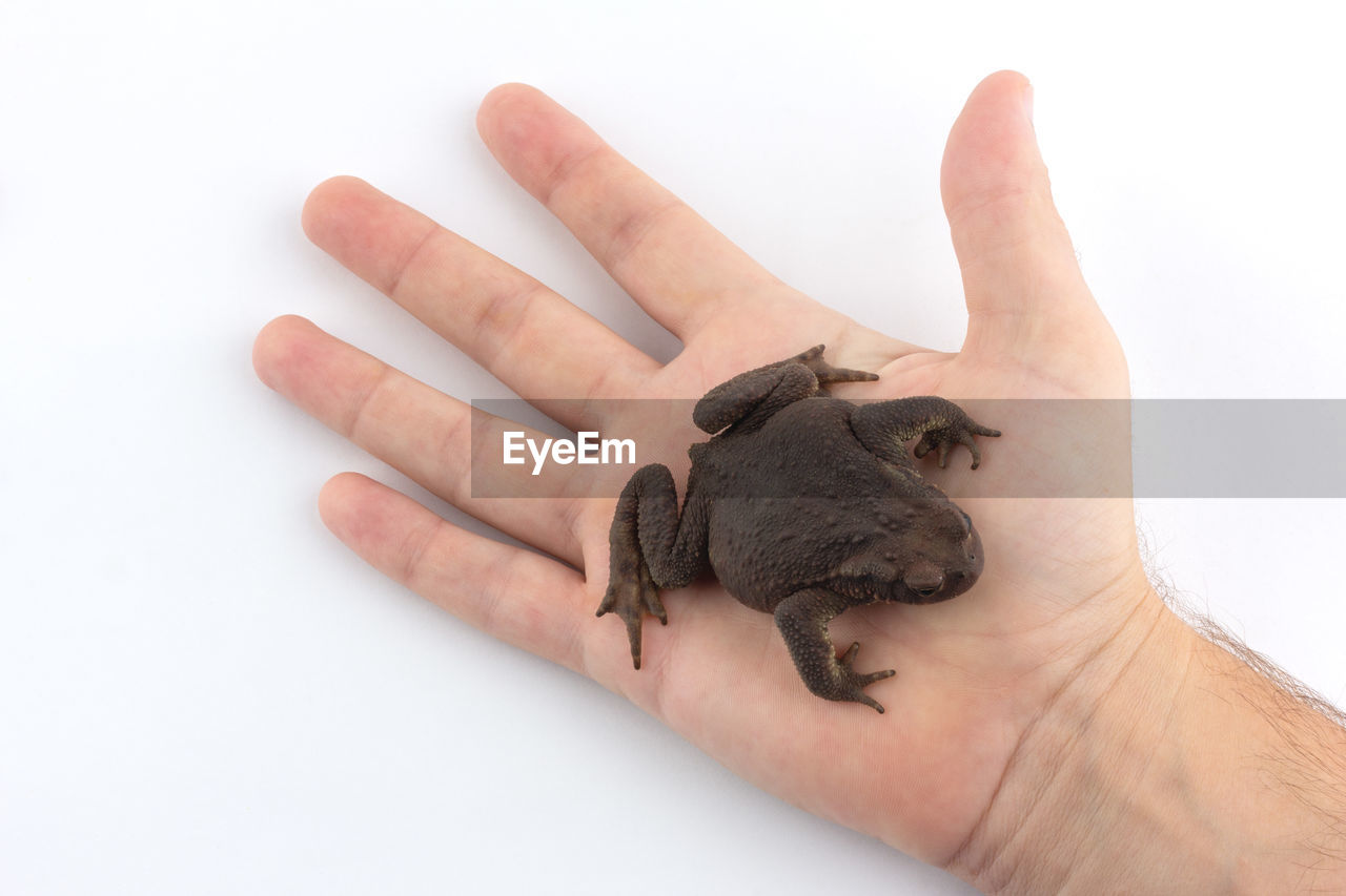 A human hand holds an earthen toad on a white background