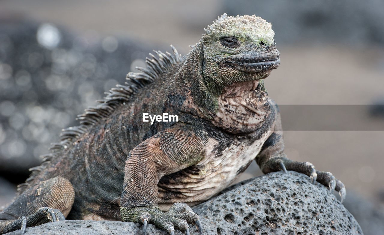 Close-up of iguana on rock