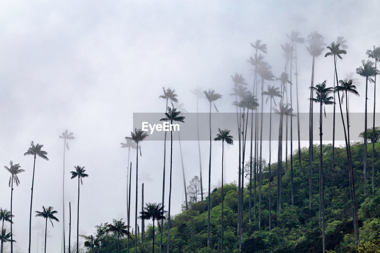 Low angle view of palm trees by mountain against sky