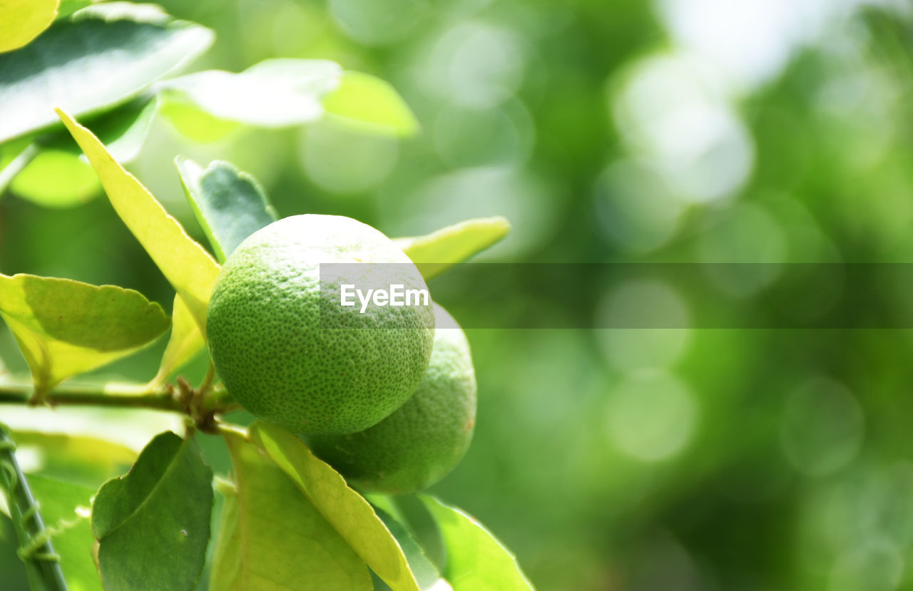 Green lemons on a blurred background, lime background