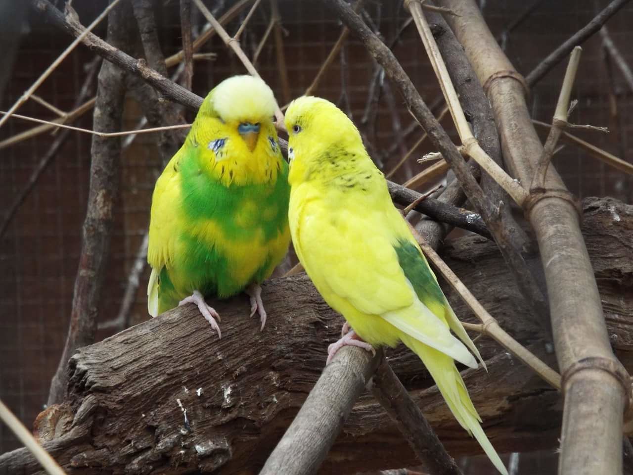 PARROT PERCHING ON BRANCH