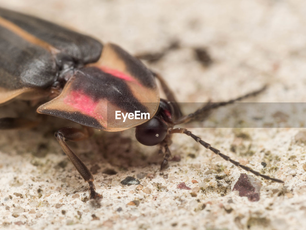 Close-up of insect on ground