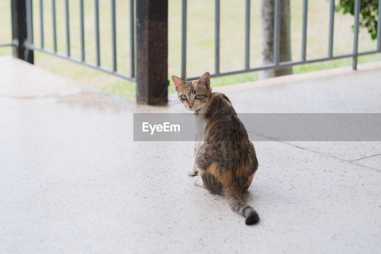 PORTRAIT OF CAT SITTING ON FOOTPATH BY WALL