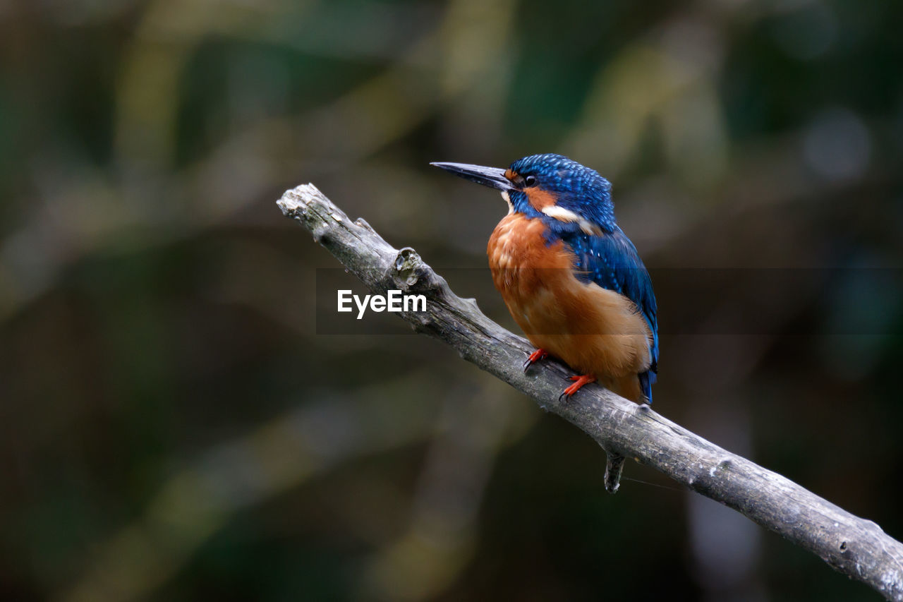 Close-up of kingfisher perching on stick