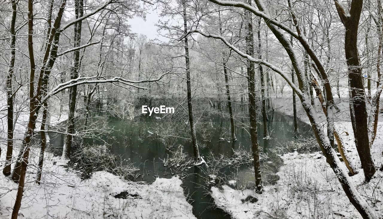 BARE TREES IN FOREST DURING WINTER SEASON