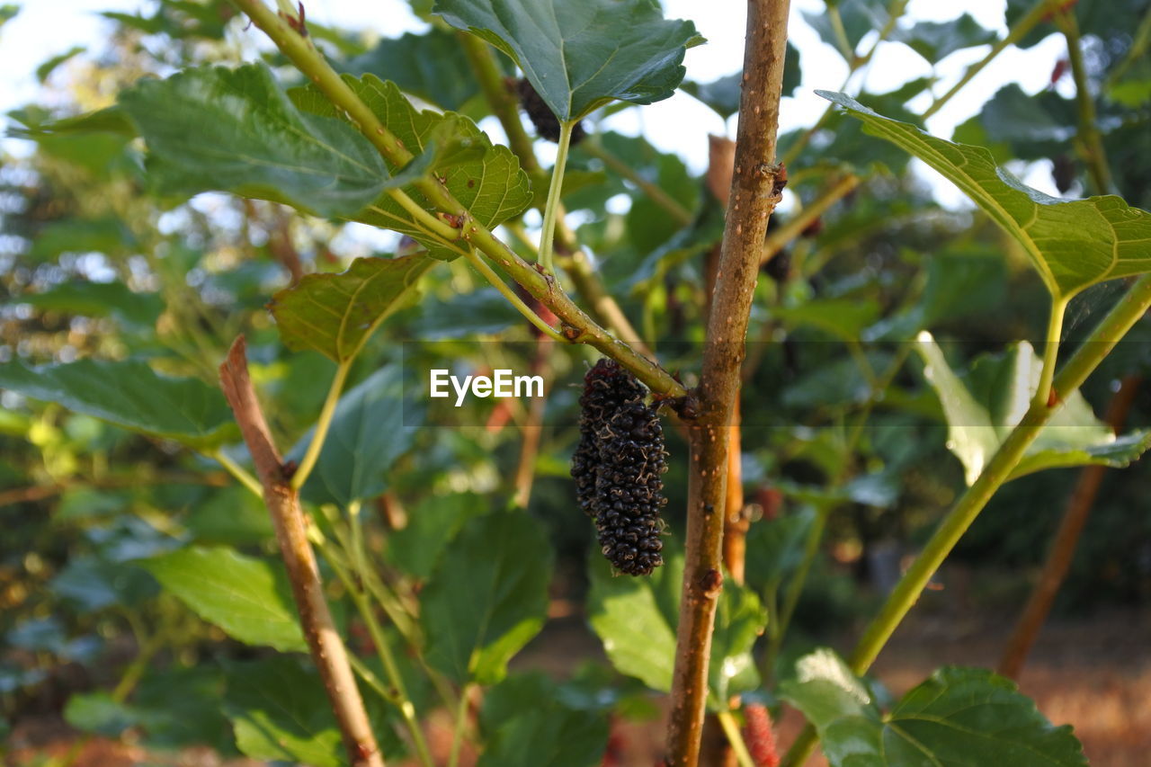 CLOSE-UP OF INSECT ON LEAF AGAINST PLANTS