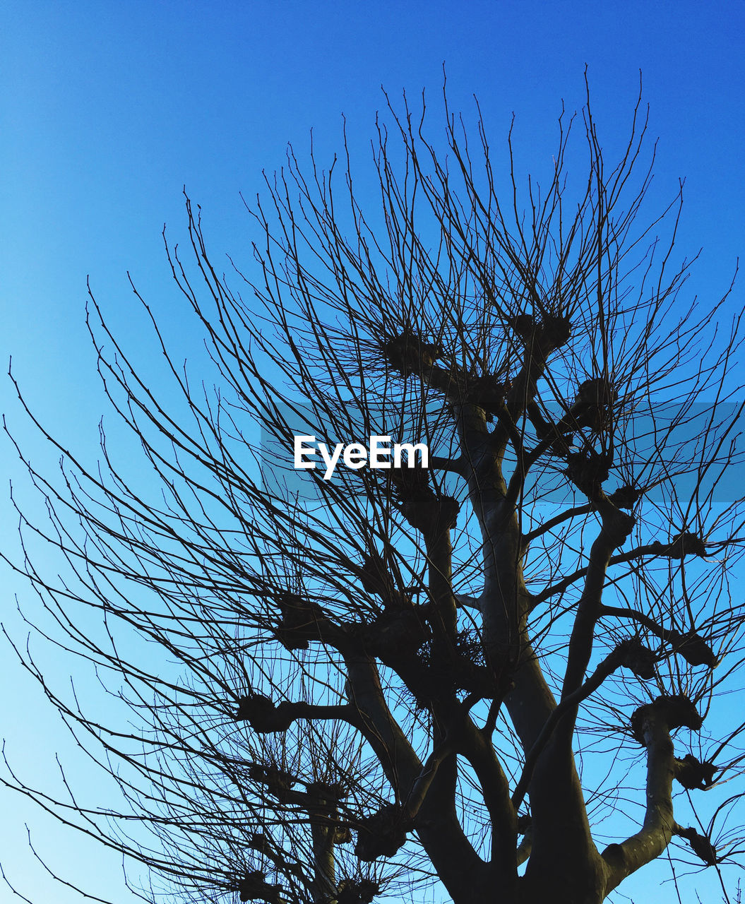 Low angle view of silhouette twigs against sky