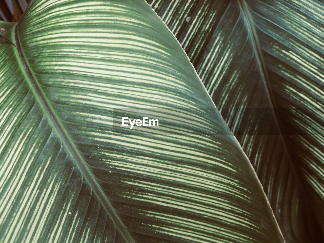 FULL FRAME SHOT OF PALM LEAVES