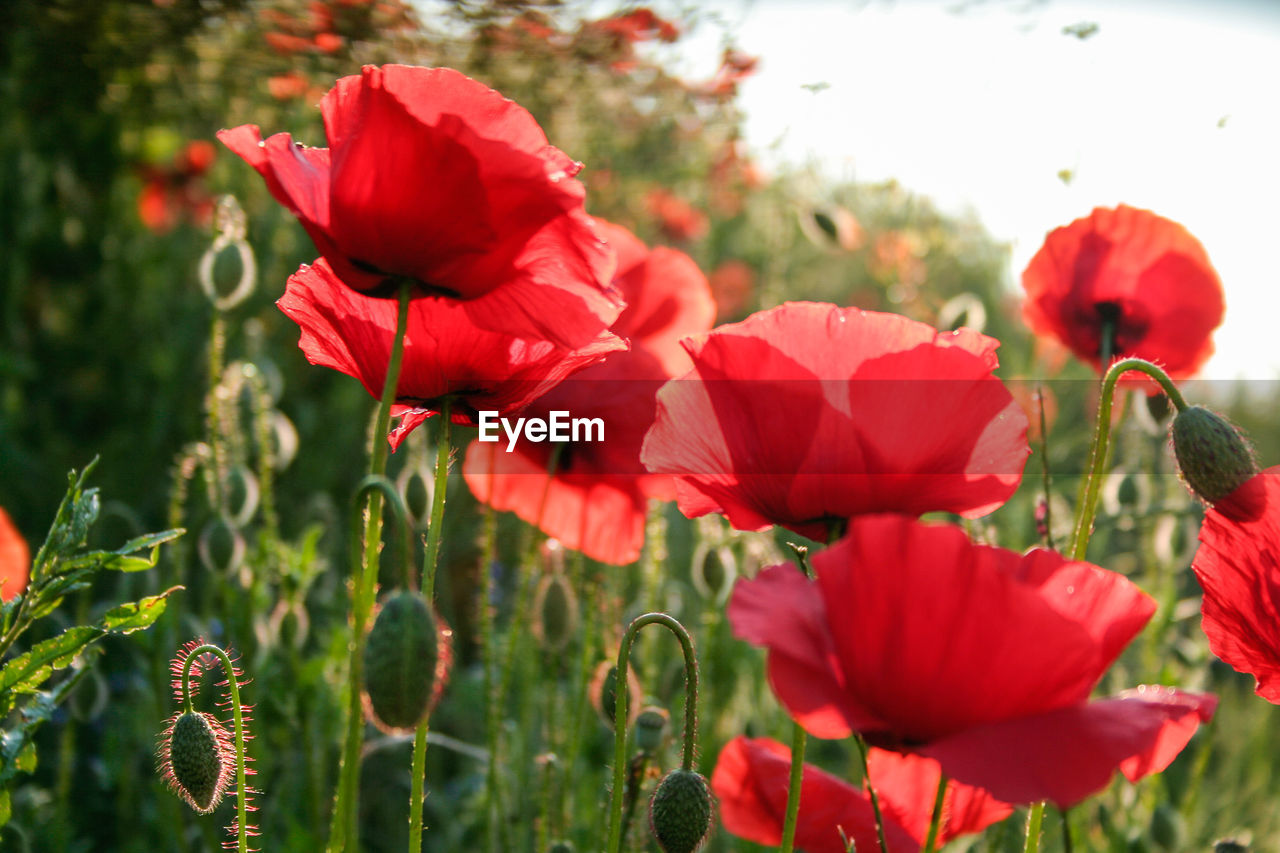 Close-up of poppy flowers blooming outdoors