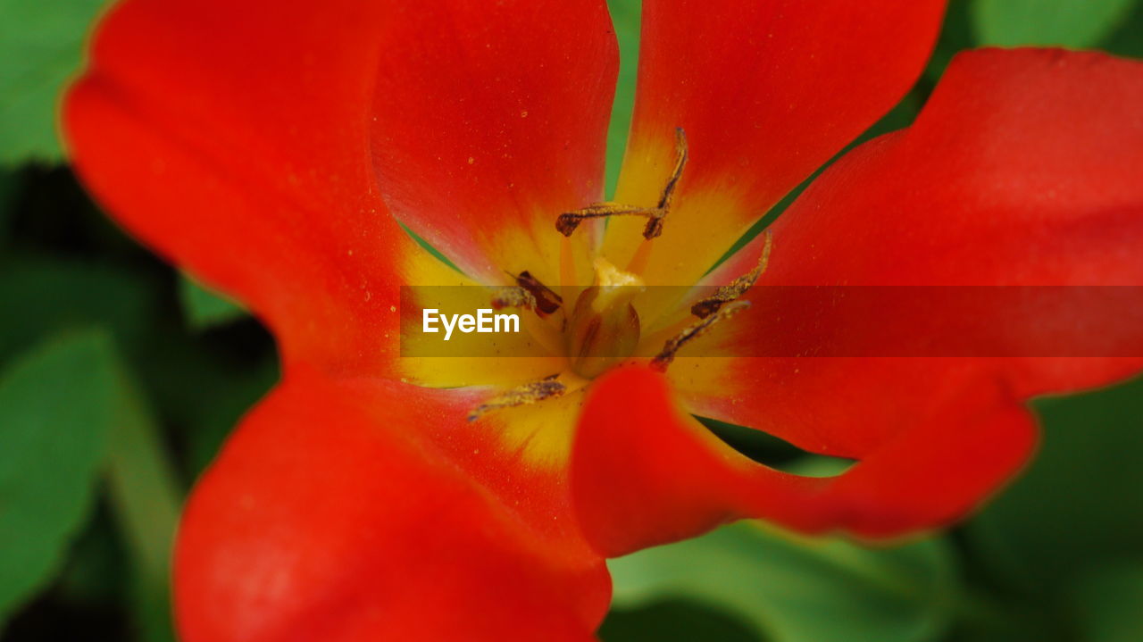 Close-up of red hibiscus flower