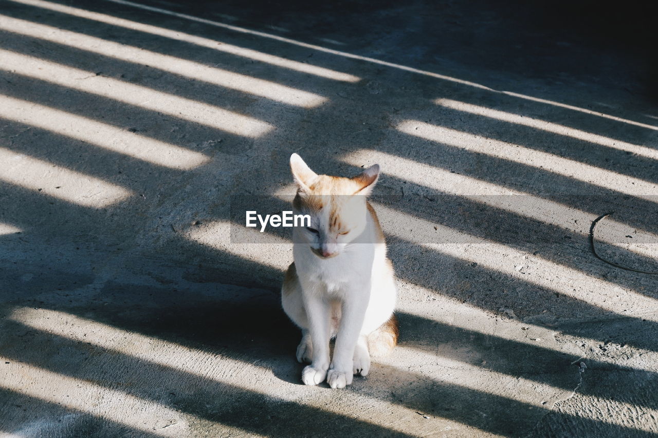 HIGH ANGLE VIEW OF CAT ON FLOOR