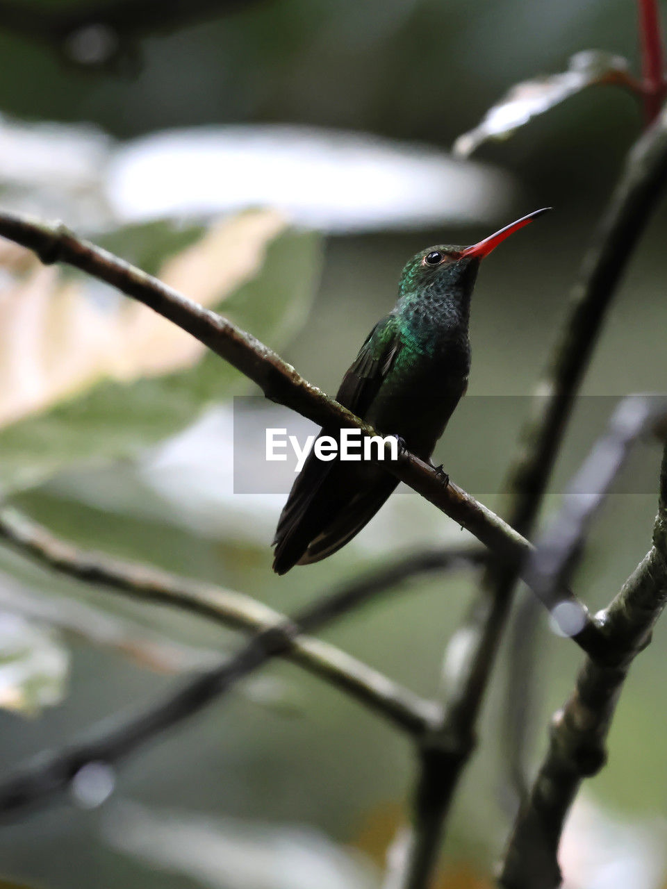 animal, animal themes, bird, animal wildlife, hummingbird, wildlife, one animal, tree, nature, branch, green, close-up, perching, plant, beak, no people, outdoors, tropical bird, beauty in nature, flower, focus on foreground, environment, day, full length