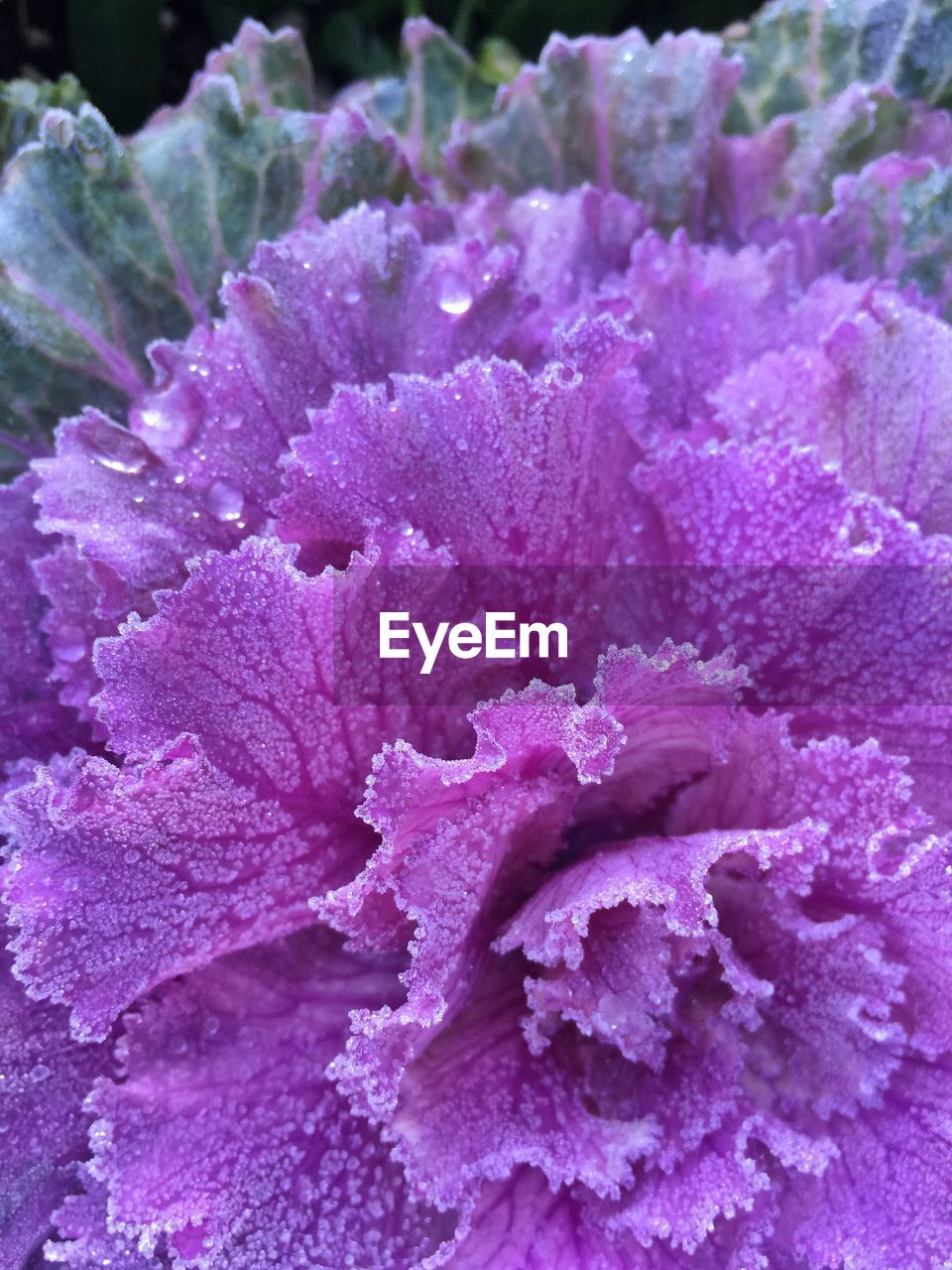 CLOSE-UP OF PURPLE FLOWER IN WATER