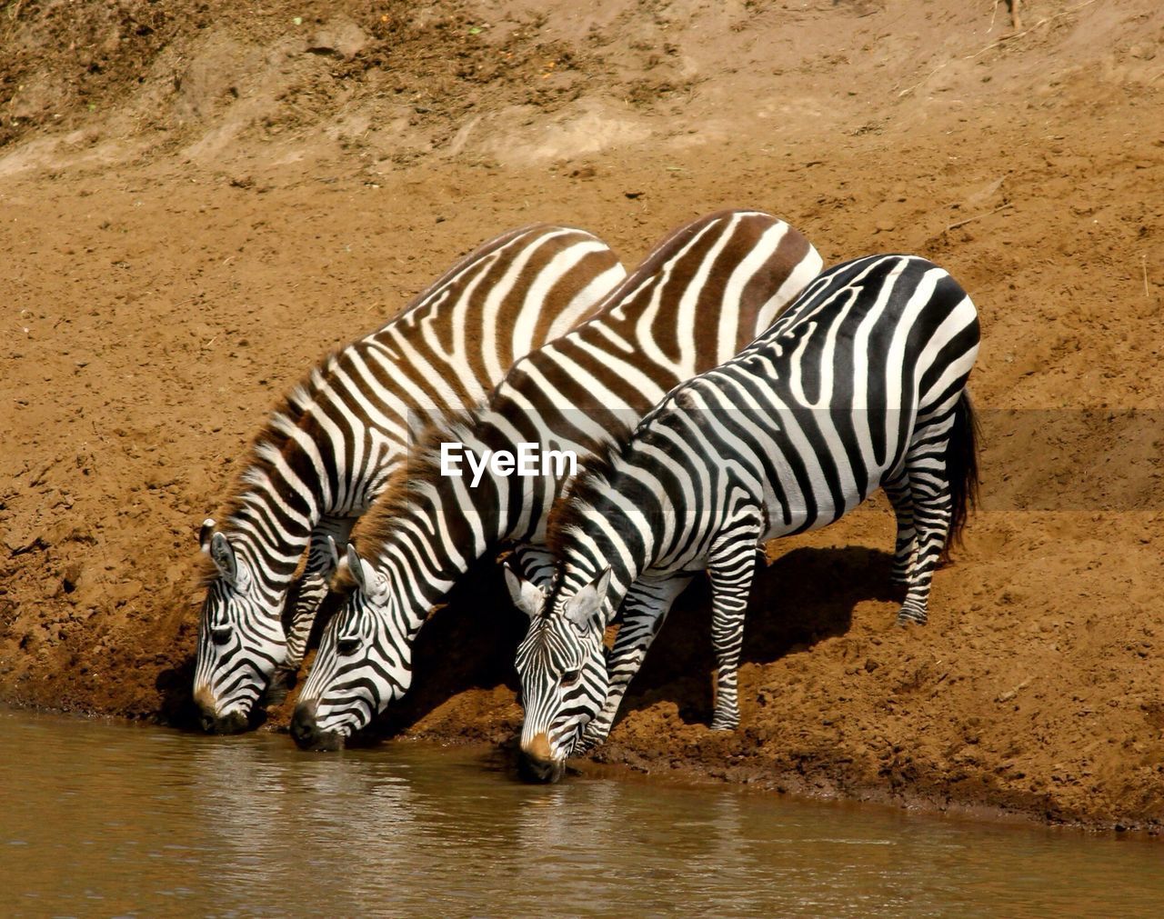 Three zebras drinking water