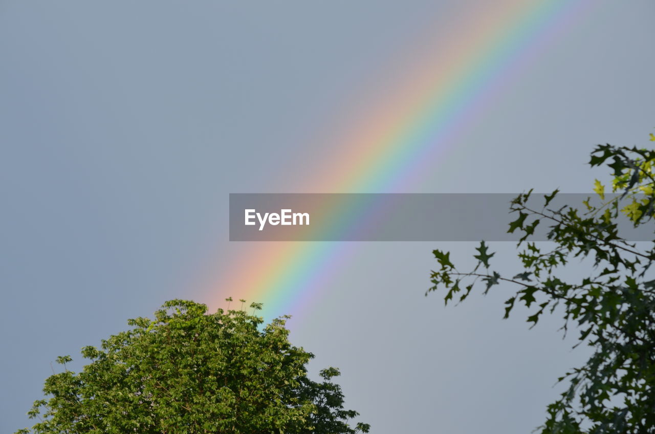 LOW ANGLE VIEW OF RAINBOW OVER TREES AGAINST CLEAR SKY