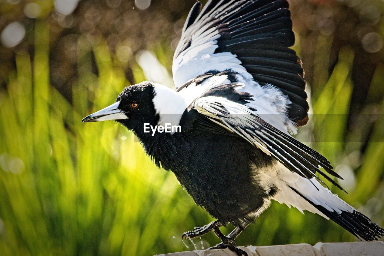CLOSE-UP OF BLACK BIRD