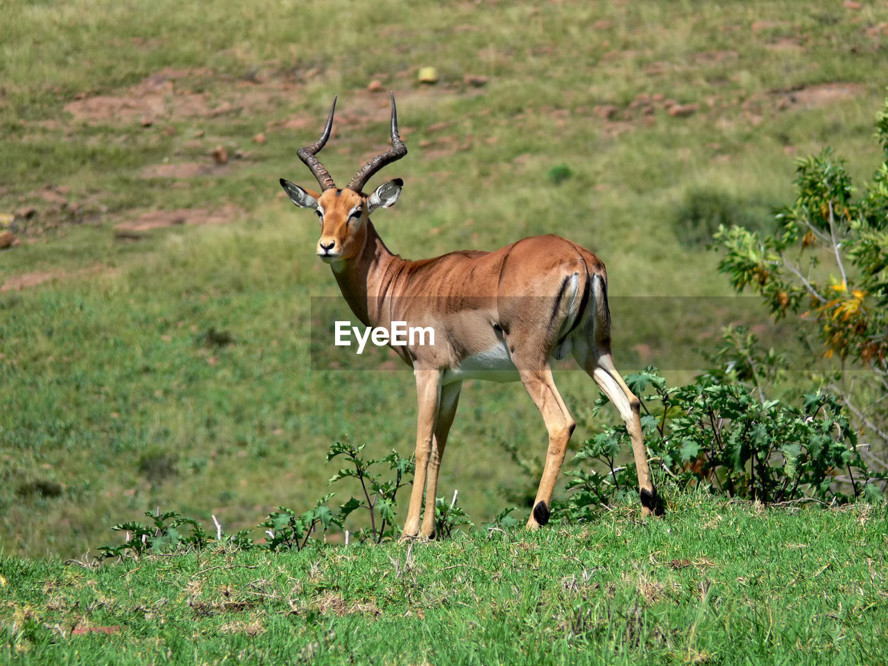 Impala standing on grassy field at golden gate highlands national park