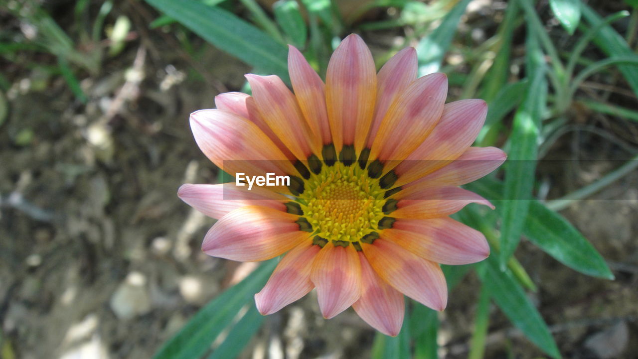 CLOSE-UP OF FLOWER BLOOMING