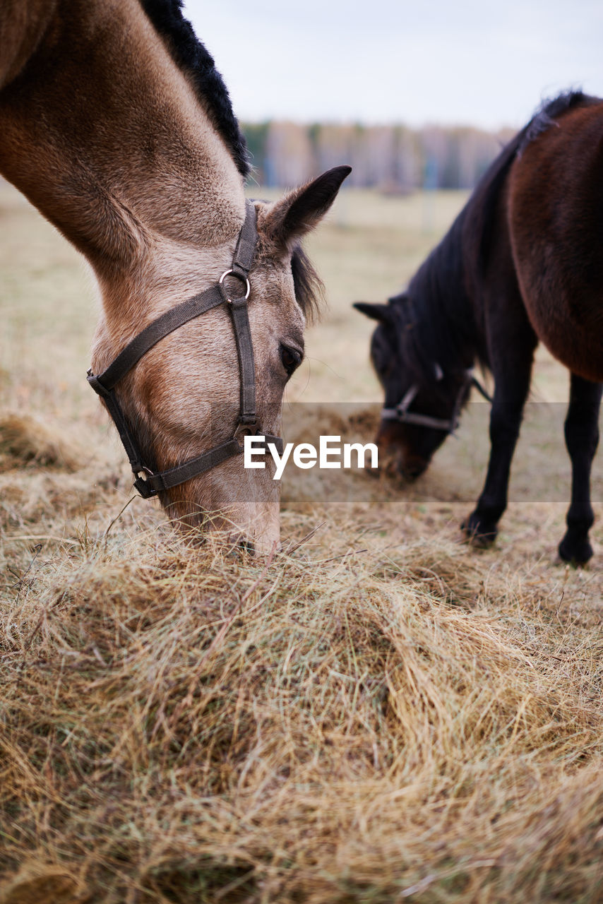 Two horses eating dry grass fodder