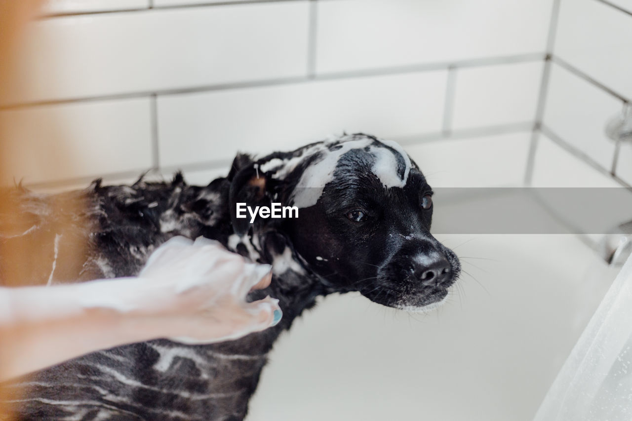 Cropped hand of person cleaning dog