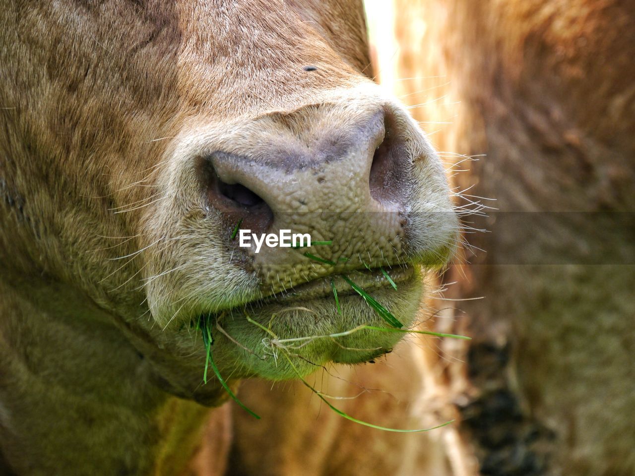 Close up of cow snout eating grass