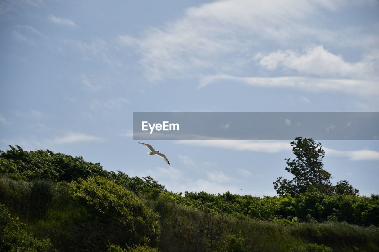 FLOCK OF BIRDS FLYING OVER LAND