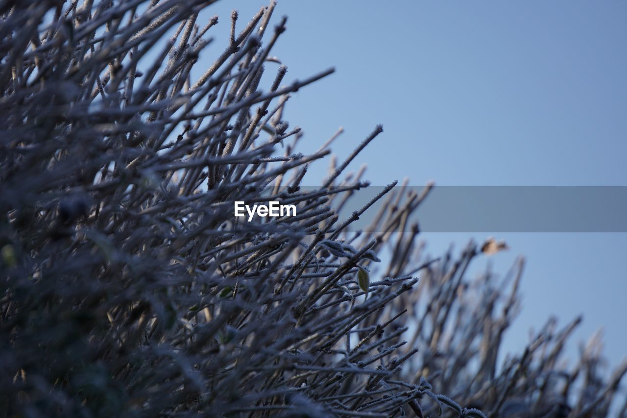 Close-up of frozen plant against sky