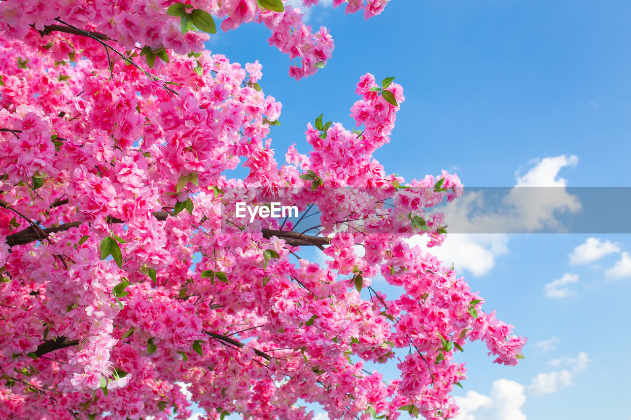 low angle view of pink flowering plant against sky