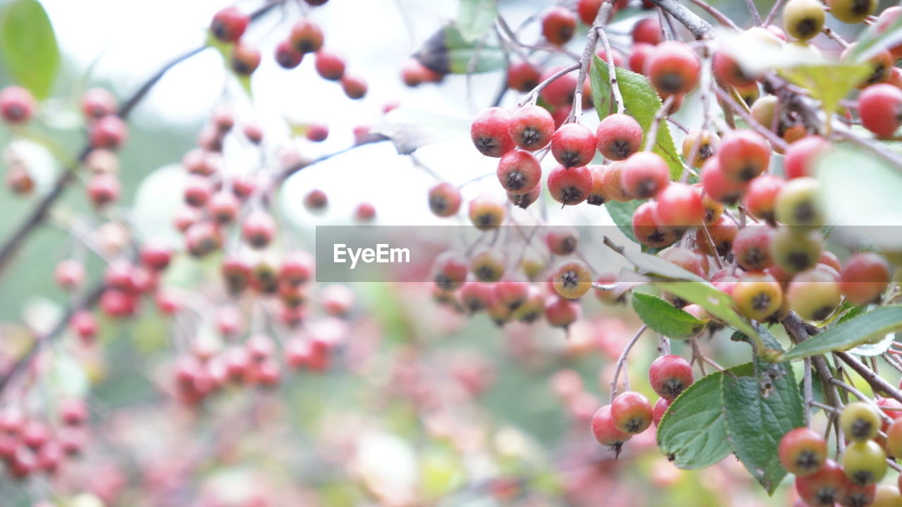fruit, food and drink, food, healthy eating, plant, tree, freshness, growth, branch, nature, no people, produce, blossom, berry, day, plant part, flower, leaf, close-up, wellbeing, beauty in nature, selective focus, focus on foreground, shrub, outdoors, red, ripe, agriculture, twig, hawthorn
