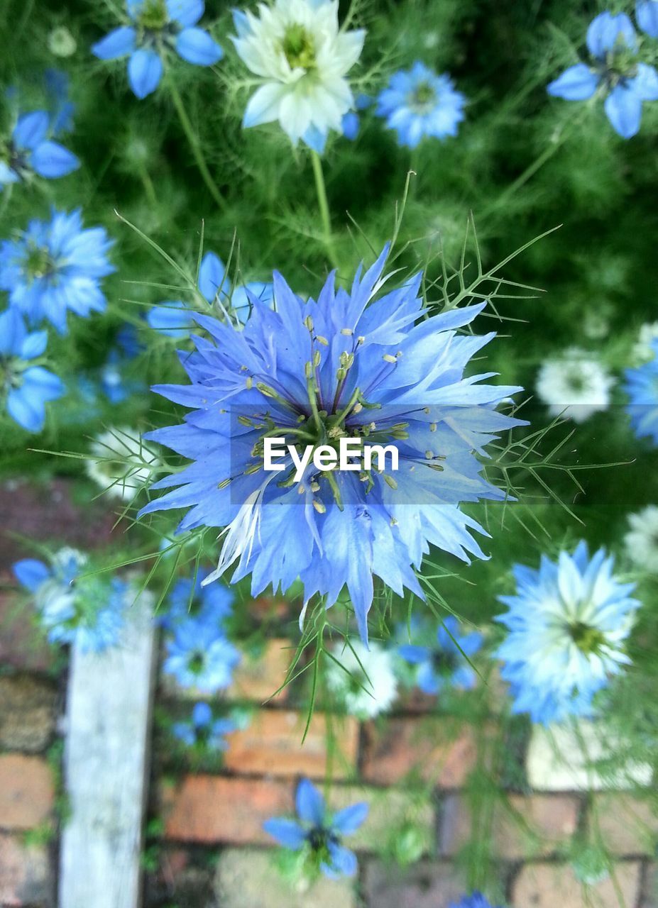 Close-up of blue flowers blooming outdoors