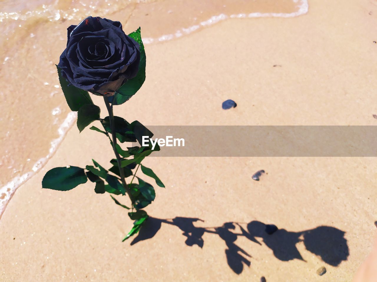 High angle view of rose plant on sand