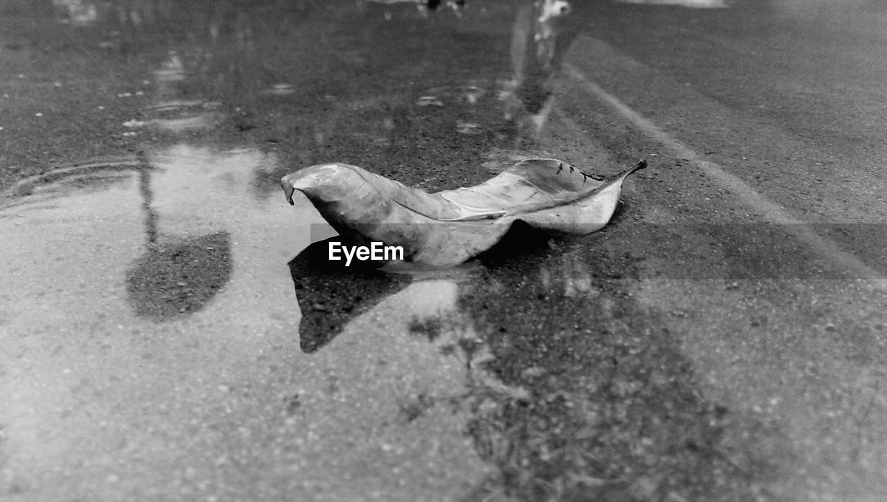 Close-up of dry leaf on puddle