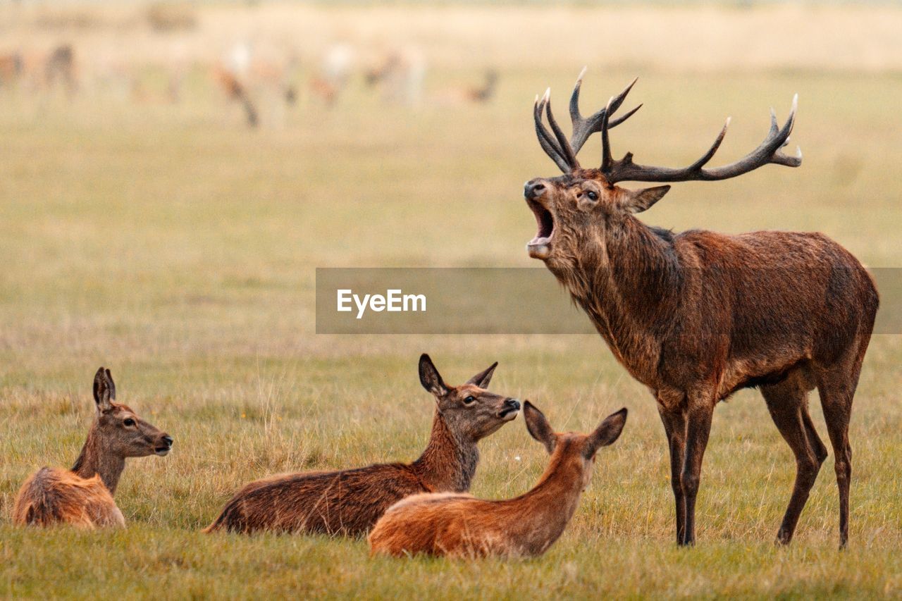 animal themes, animal, animal wildlife, wildlife, mammal, deer, group of animals, grassland, no people, nature, grass, prairie, antler, antelope, elk, outdoors, plant, travel destinations, domestic animals, day, herbivorous, savanna, herd, brown, tourism, environment, standing, plain