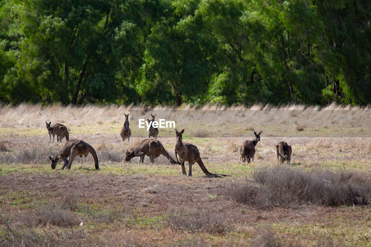 Wild kangaroos in a field