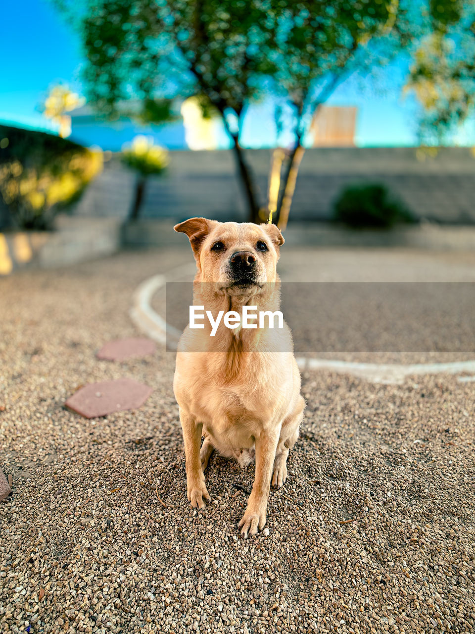 one animal, mammal, animal themes, pet, animal, dog, canine, domestic animals, puppy, portrait, carnivore, nature, lap dog, day, no people, looking at camera, outdoors, focus on foreground, standing, cute, tree, full length