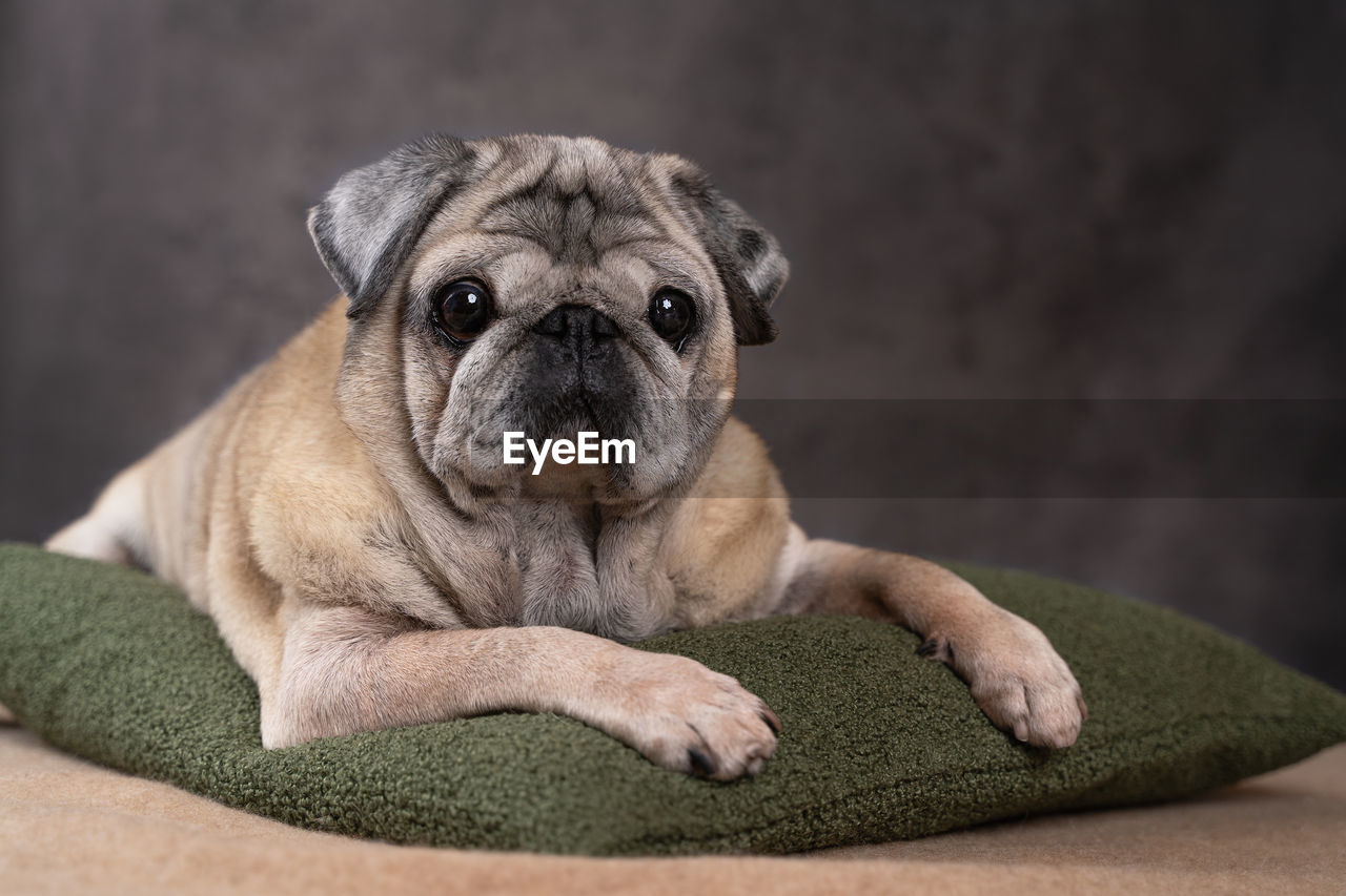 A beautiful elderly pug dog is lying on a pillow, on a gray background,close-up,front view