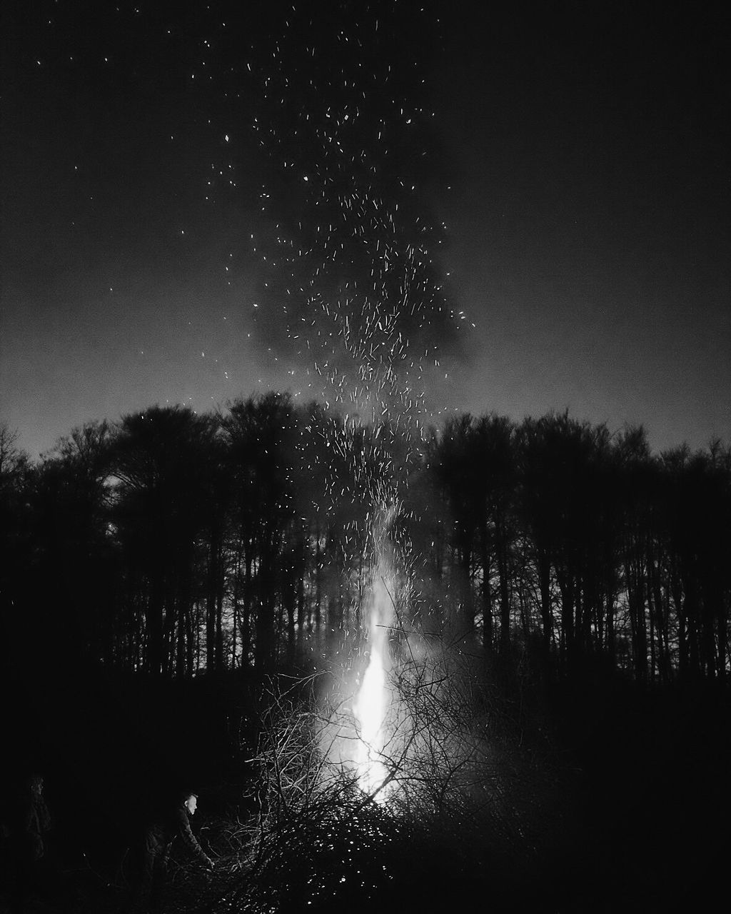 SILHOUETTE TREES AGAINST SKY IN FOREST AT NIGHT