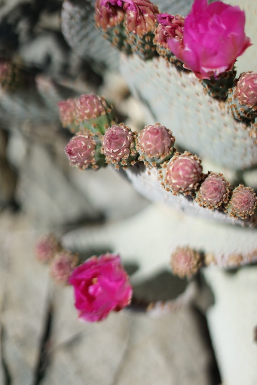 Close-up of pink flowers on cake